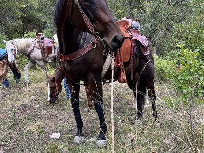 11 year old Thoroughbred Mare