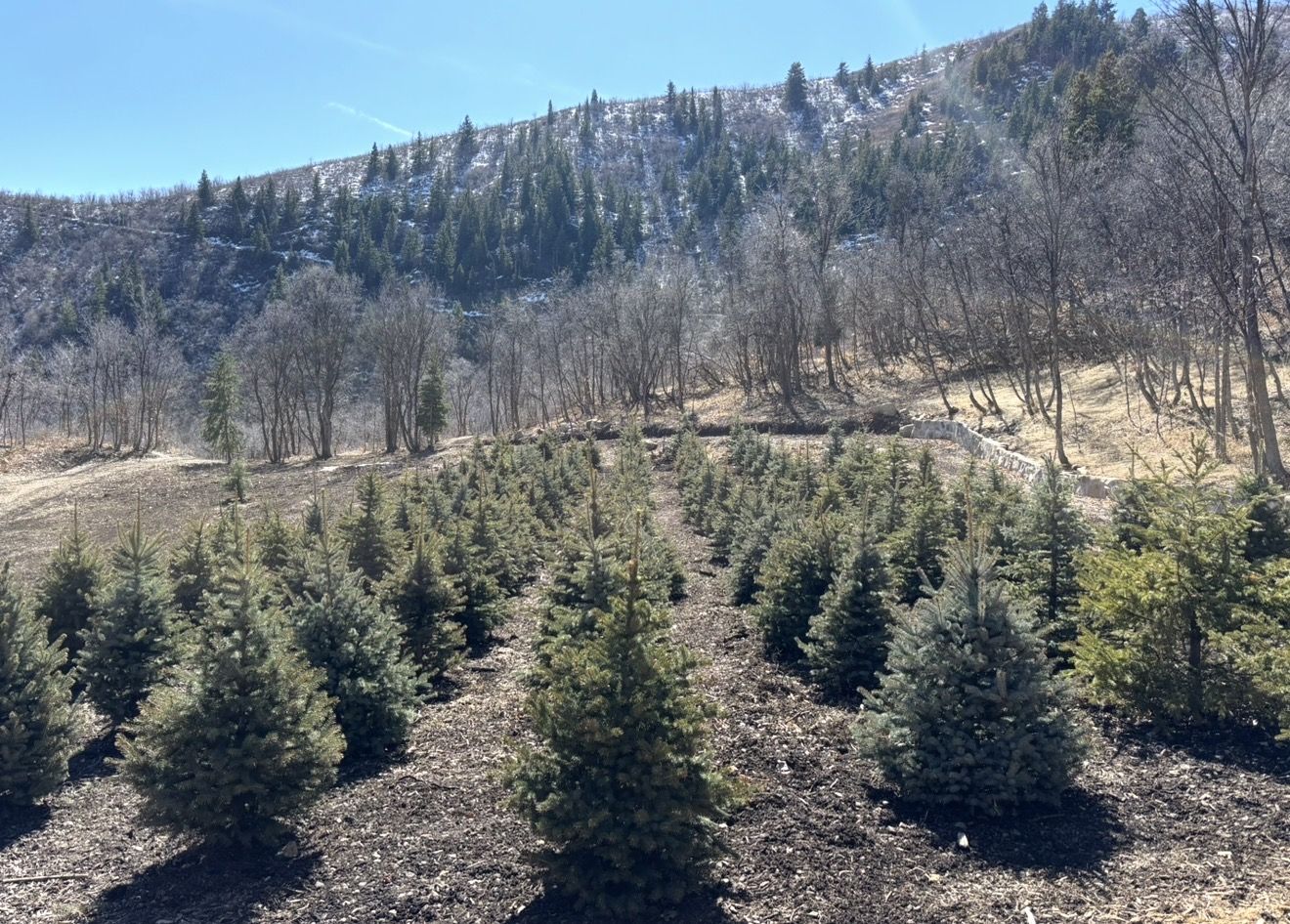 6-7 Foot Colorado Blue Spruce Evergreen Trees
