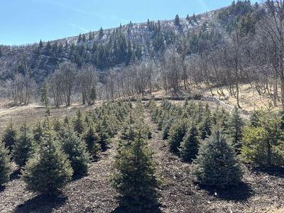 6-7 Foot Colorado Blue Spruce Evergreen Trees