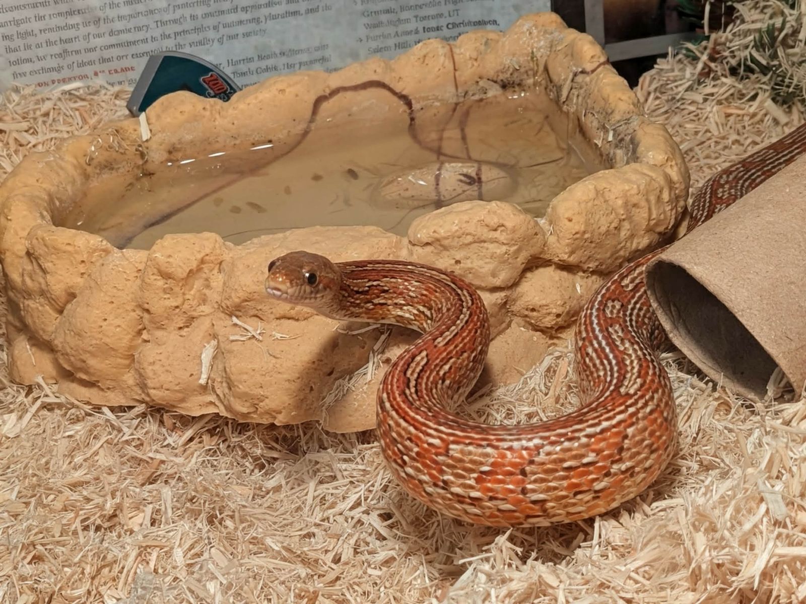 Tessera Corn Snake  With Terrarium