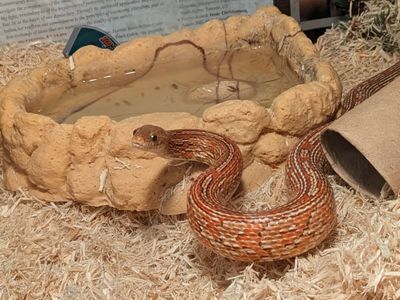 Tessera Corn Snake With Terrarium