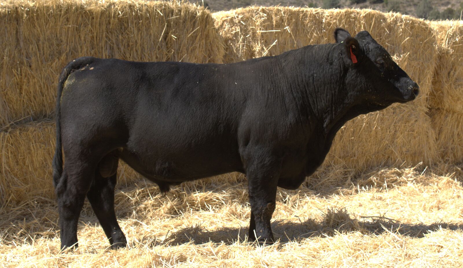 Registered Simmental and SimAngus bulls