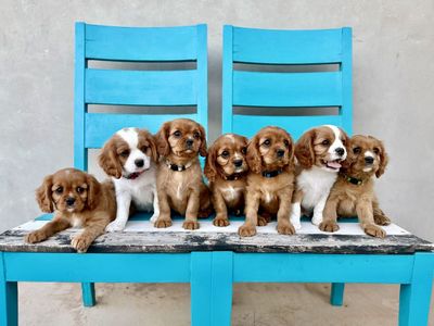 Cavalier King Charles Spaniel Puppies