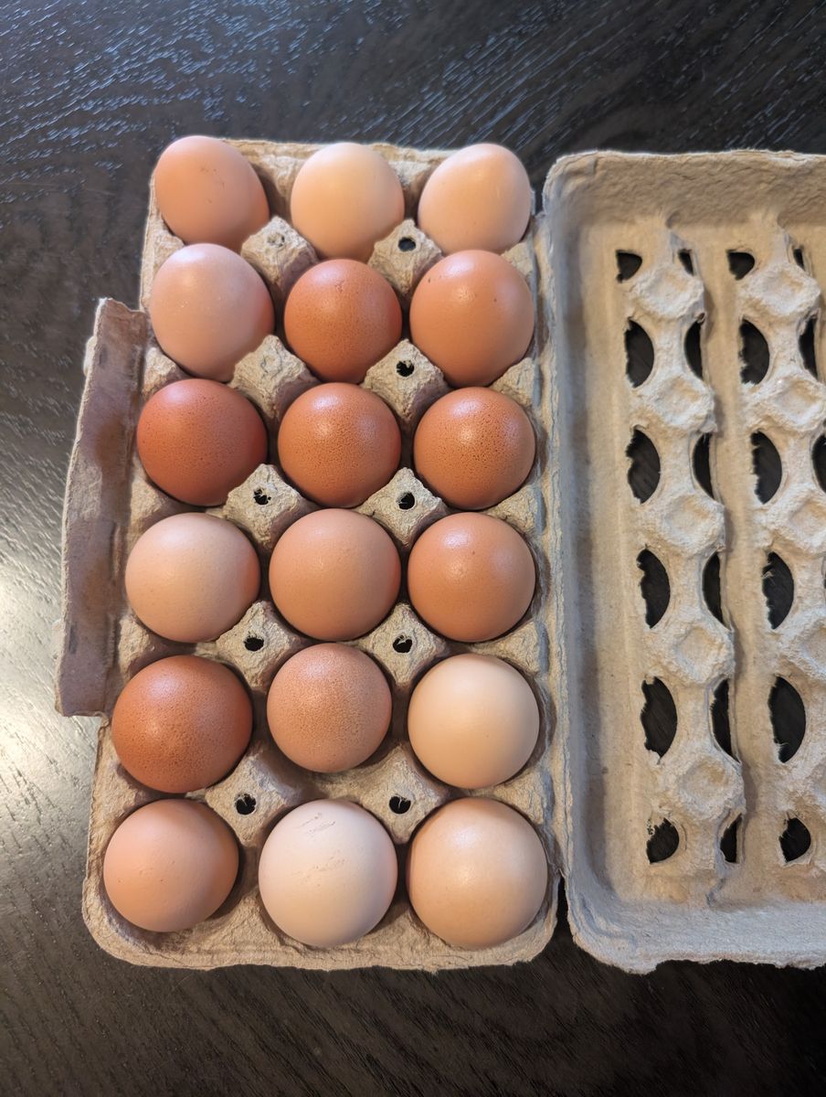 Farm fresh free roam large/Jumbo chicken eggs
