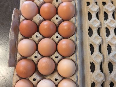 Farm fresh free roam large/Jumbo chicken eggs