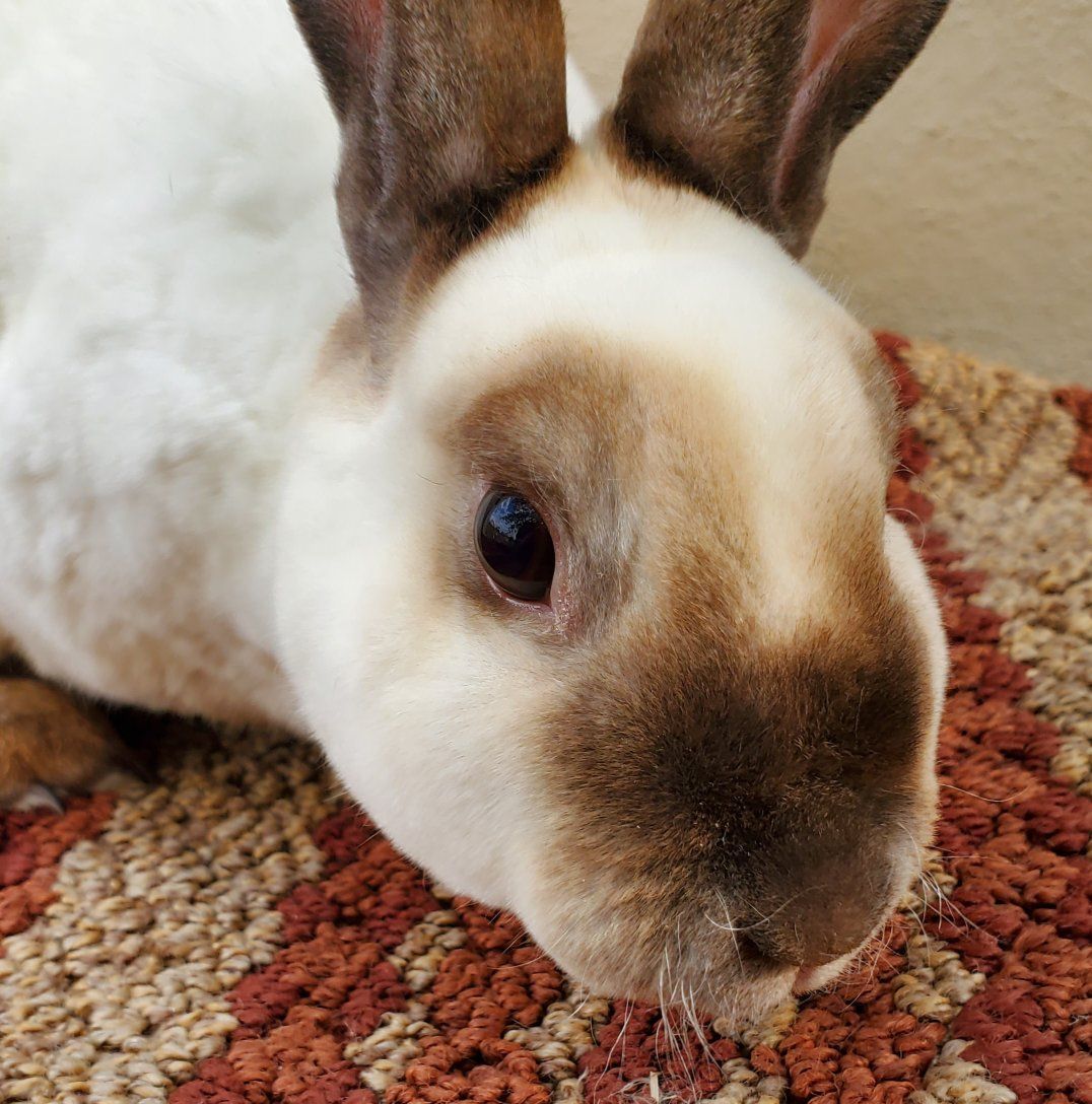 Crow-dipper Sable Point Pedigreed Purebred Proven Mini Rex Doe Rabbit