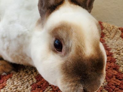 Crow-dipper Sable Point Pedigreed Purebred Proven Mini Rex Doe Rabbit