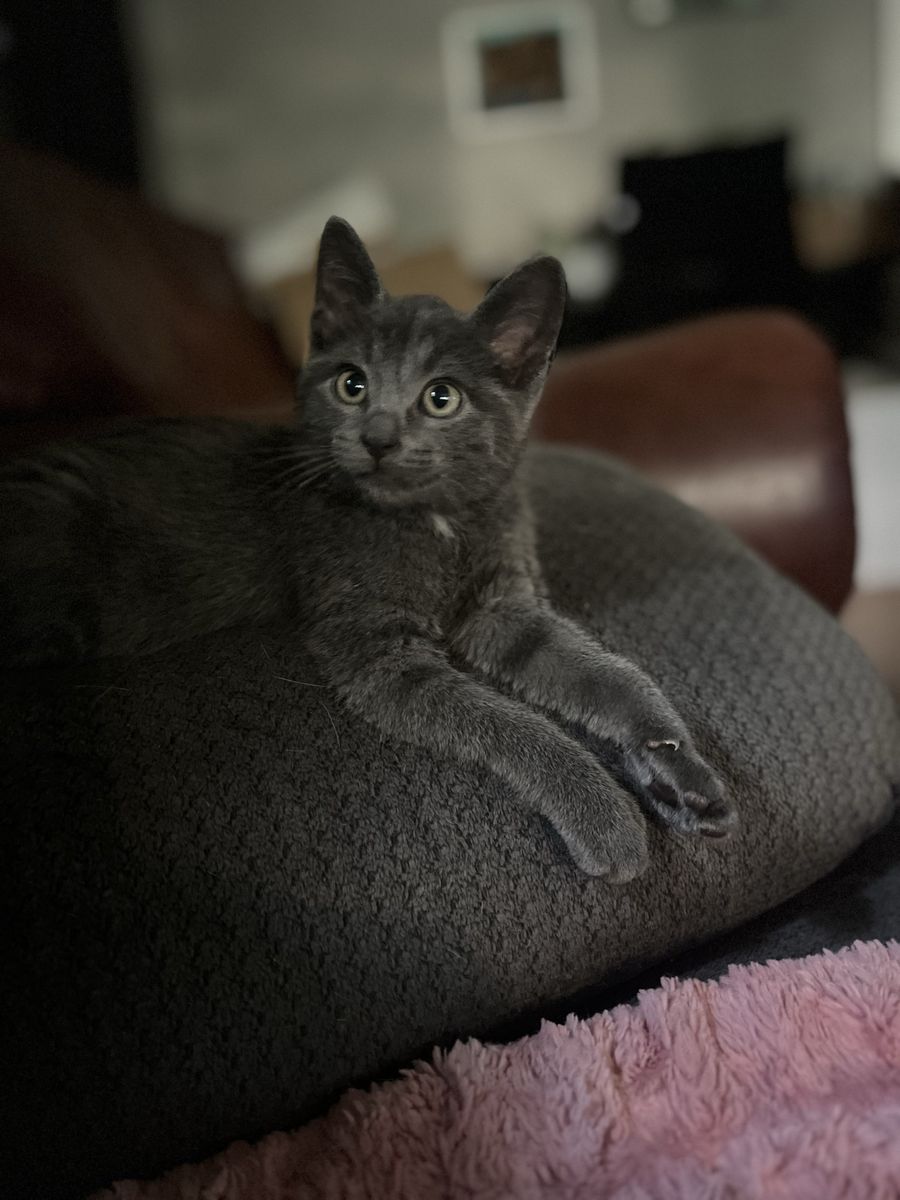 Russian blue mix male!