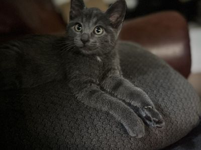 Russian blue mix male!