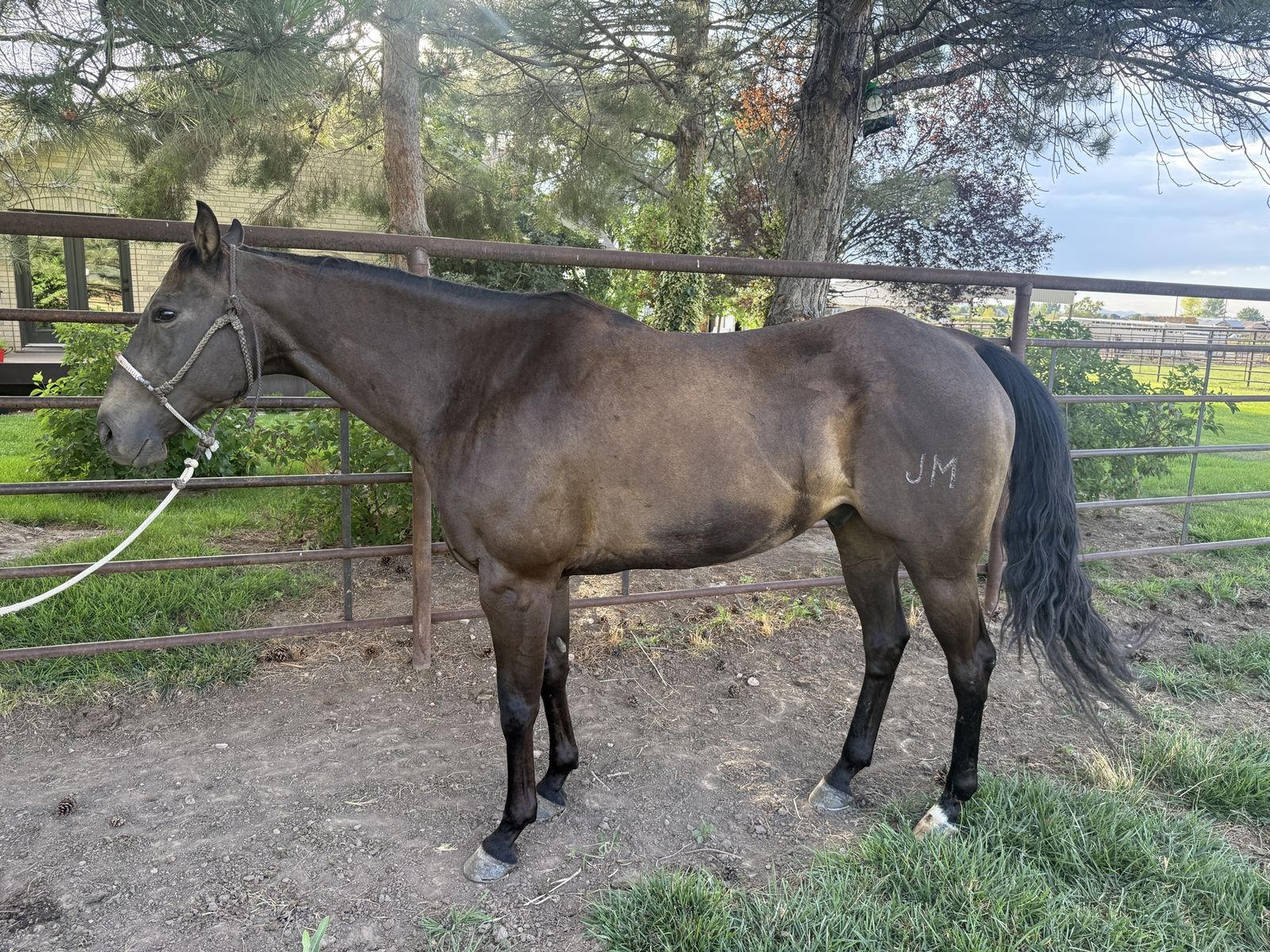 9 yr old Cowboy Horse Deluxe