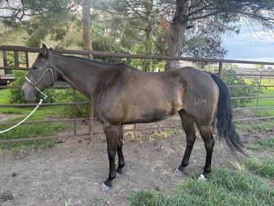9 yr old Cowboy Horse Deluxe