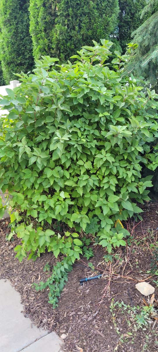 Free bushes/flowers-you dig and haul