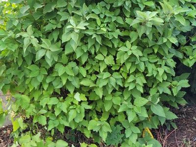 Free bushes/flowers-you dig and haul