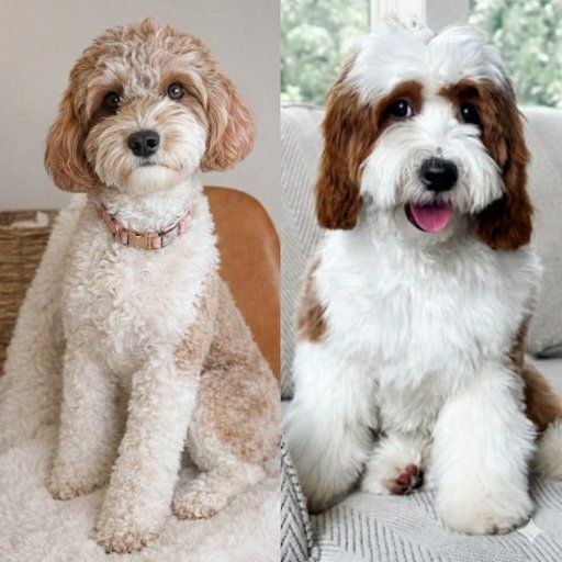 Cavapoo Darlings-DNA Health Parents(Cavalier King)
