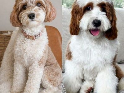 Cavapoo Darlings-DNA Health Parents(Cavalier King)