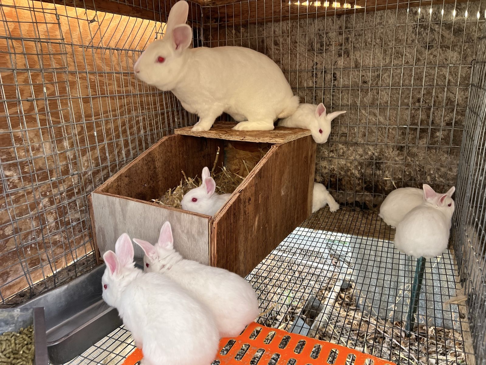 Purebred New Zealand Whites