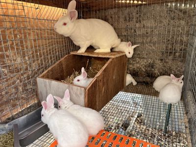 Purebred New Zealand Whites