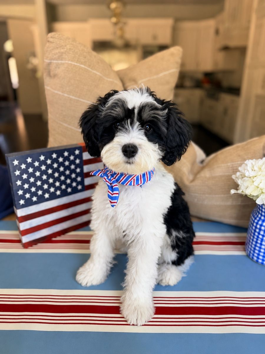 Schnauzer puppies