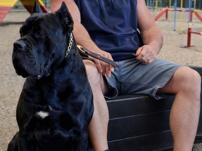 Cane Corso female pups