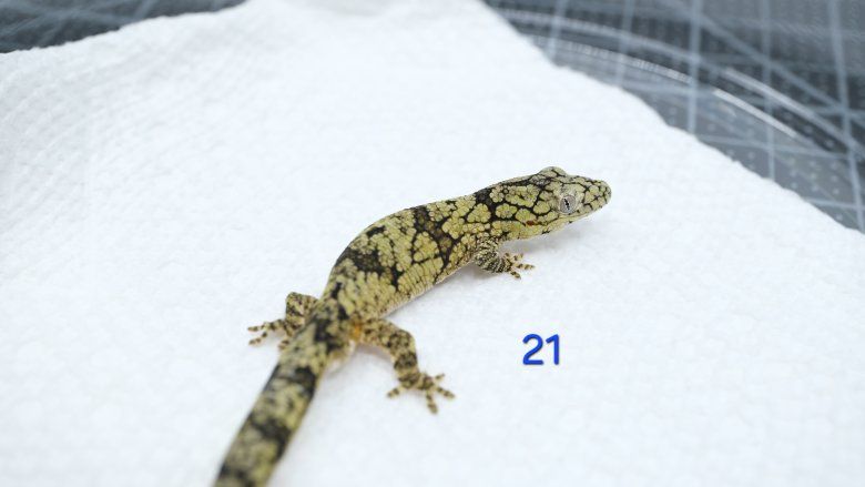 Main image 21