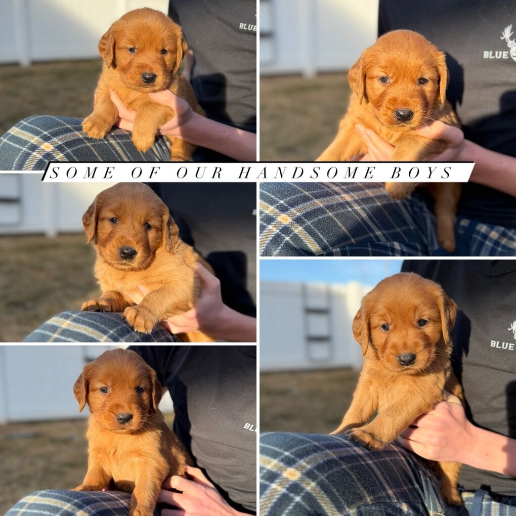 Golden Retriever Puppies (Males)