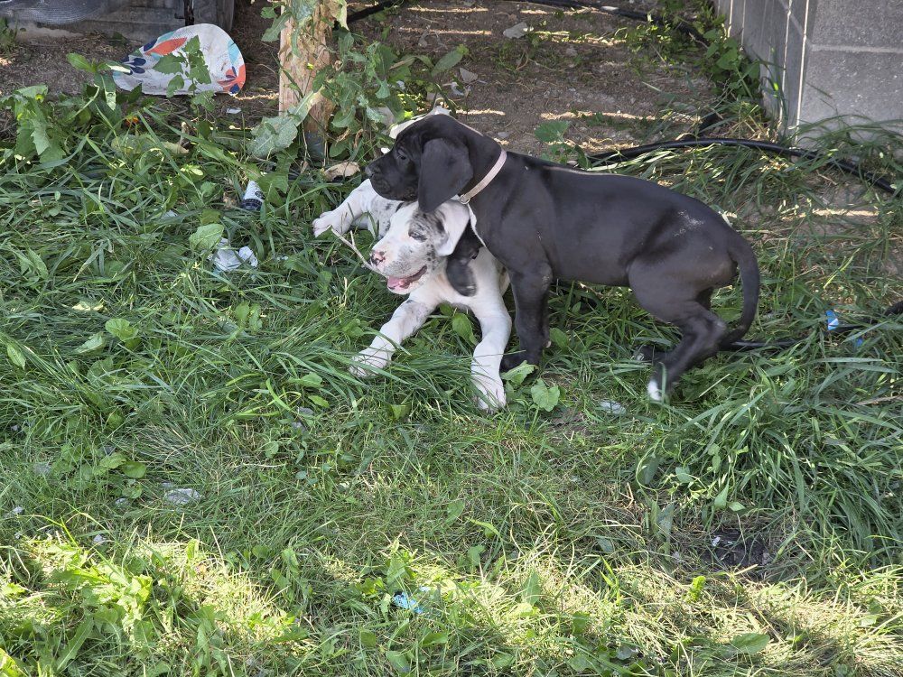 ACK Great Dane Puppies. Only 3 left. Ready to go.