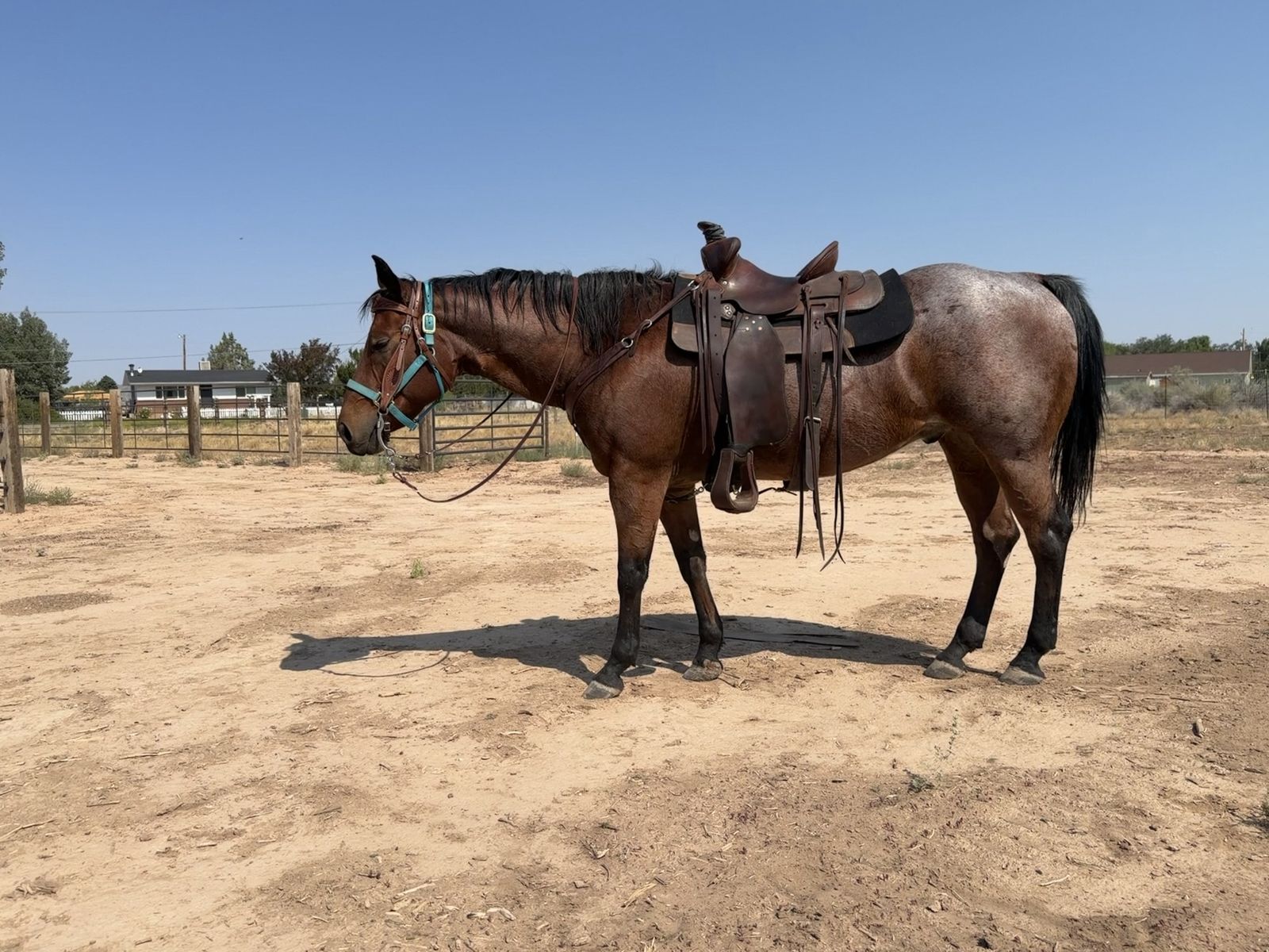 12 year old registered gelding