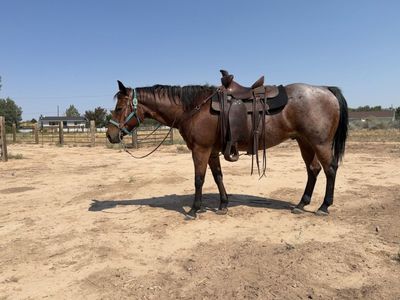 12 year old registered gelding