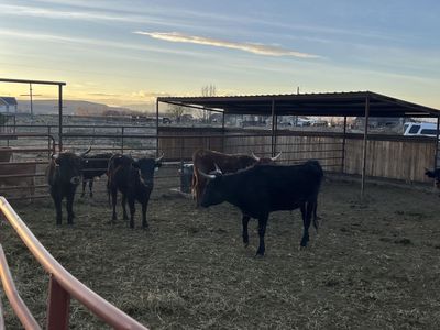 5 Corriente Roping Cows