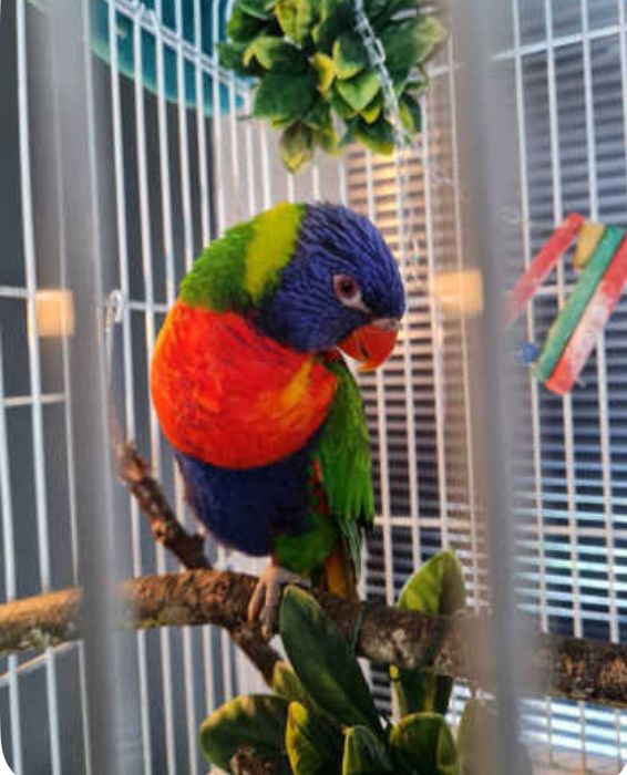 Rainbow Lorikeet Pair