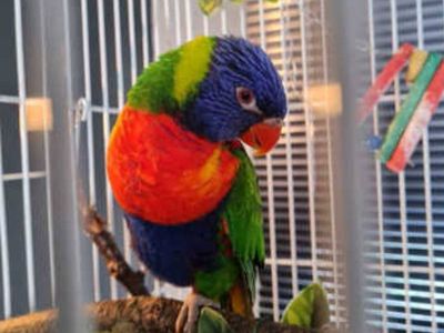 Rainbow Lorikeet Pair