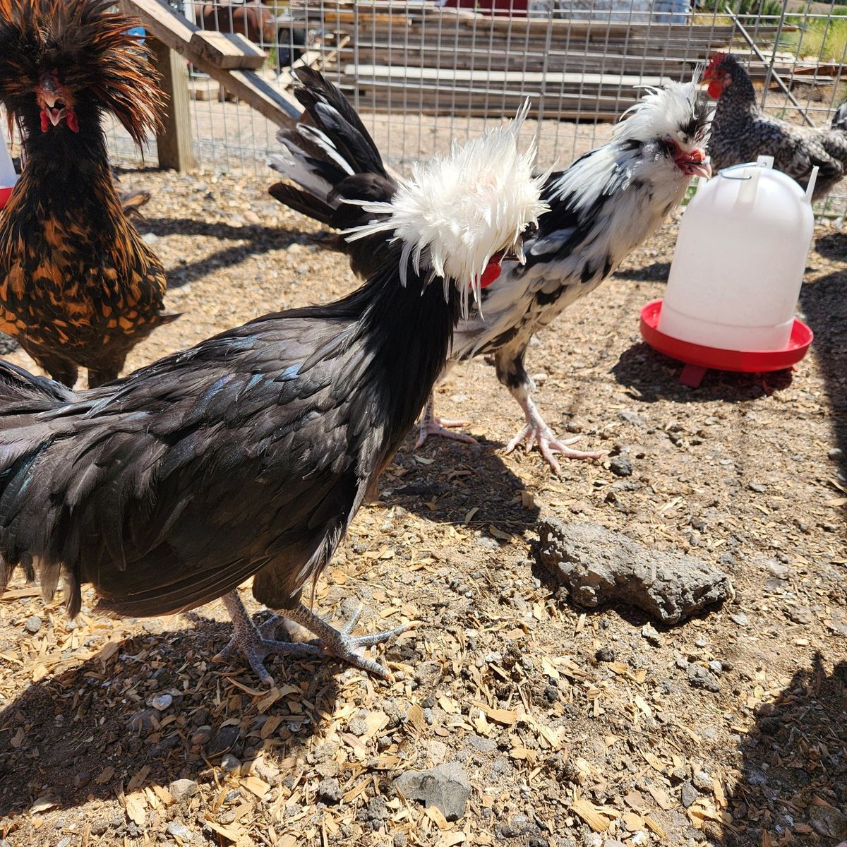 Polish Cockerel