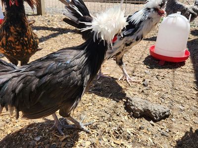 Polish Cockerel