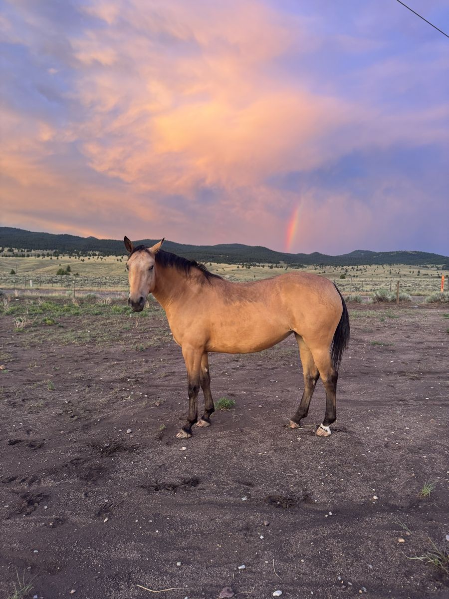 **Big** Pretty Mustang Mare