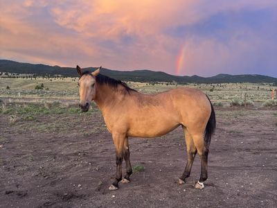 **Big** Pretty Mustang Mare