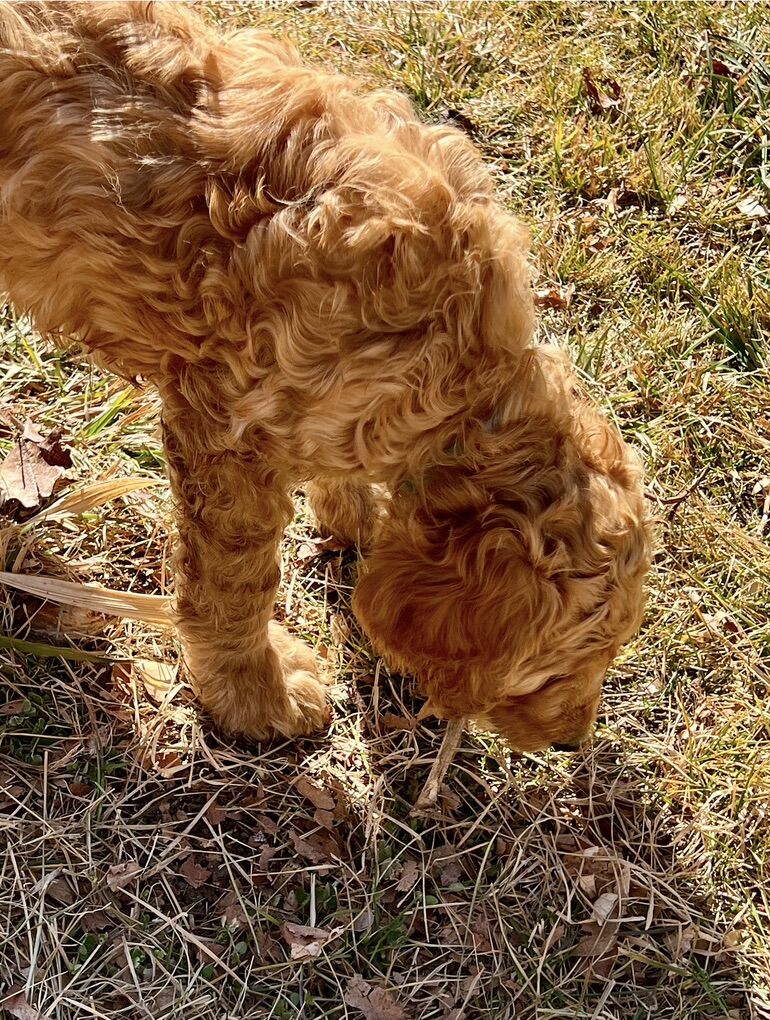 Golden Doodle Puppies
