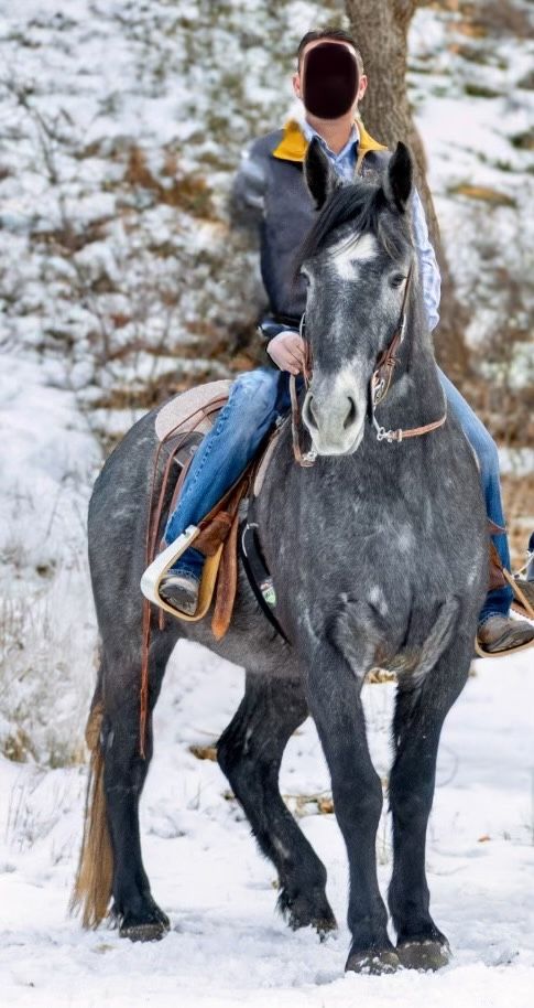 5 y/o Half Draft Gelding