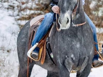 5 y/o Half Draft Gelding