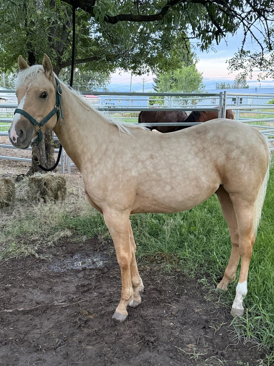 AQHA 2025 Palomino Gelding Horse