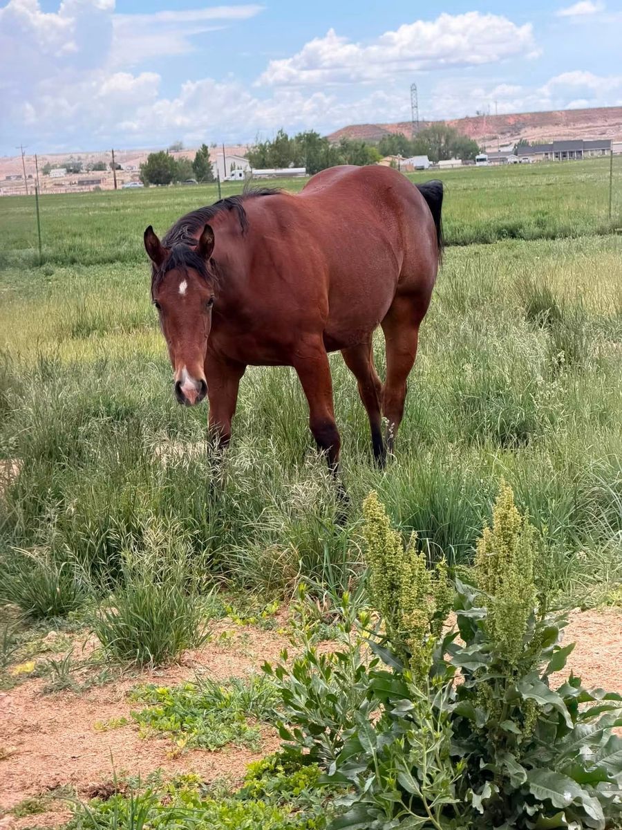 AQHA 2025 YEARLING BAY FILLY