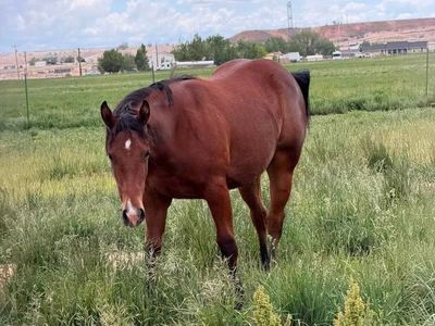 AQHA 2025 YEARLING BAY FILLY