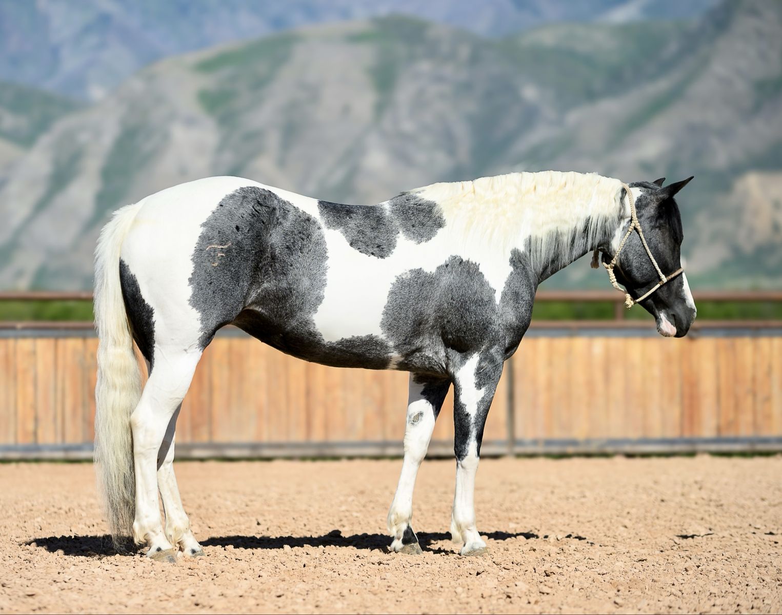 2020 APHA Mare