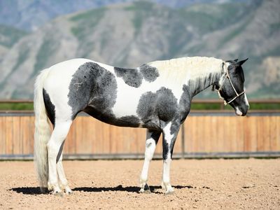 2020 APHA Mare