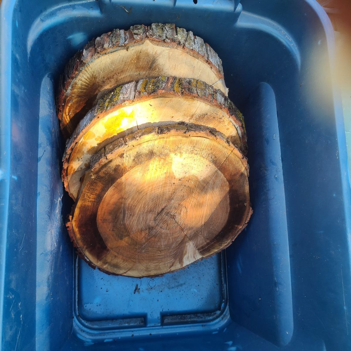 Silver Maple Rounds,  $10 each. cash