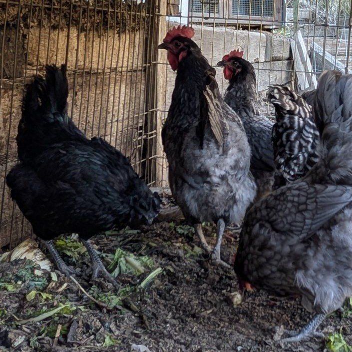 Laying hens very prolific