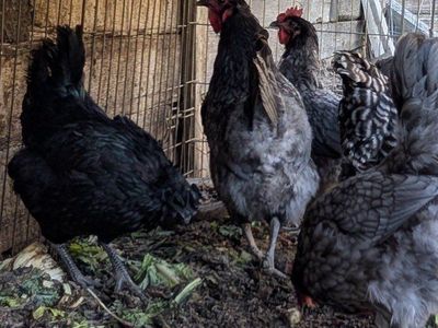 Laying hens very prolific