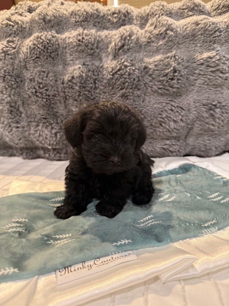 minature schnauzer puppy