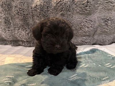 minature schnauzer puppy