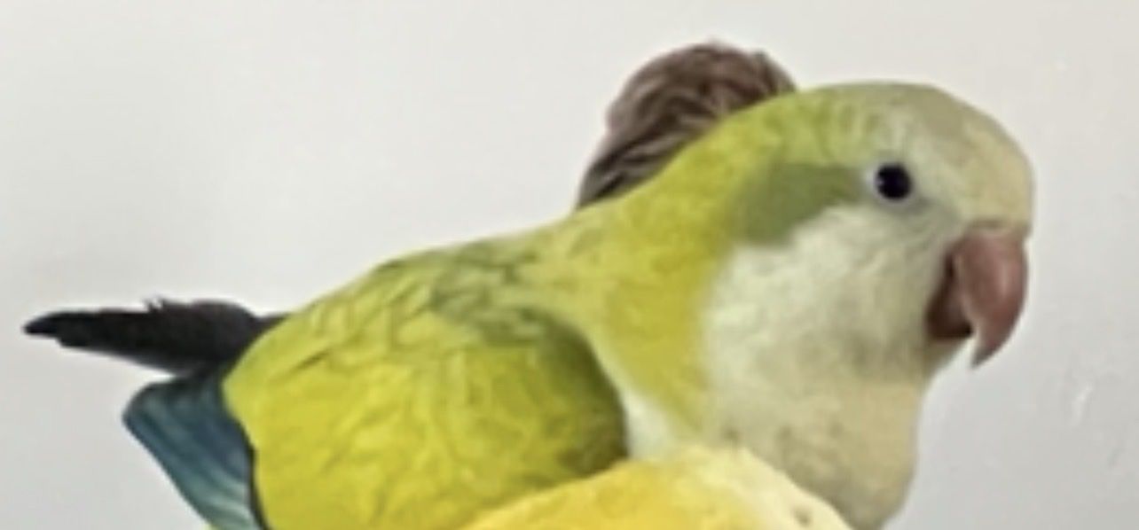 Lost: Green Quaker Parrot (Monk Parakeet), Male - Reward for Safe Return in St. George Area