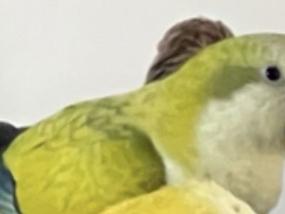 Lost: Green Quaker Parrot (Monk Parakeet), Male - Reward for Safe Return in St. George Area